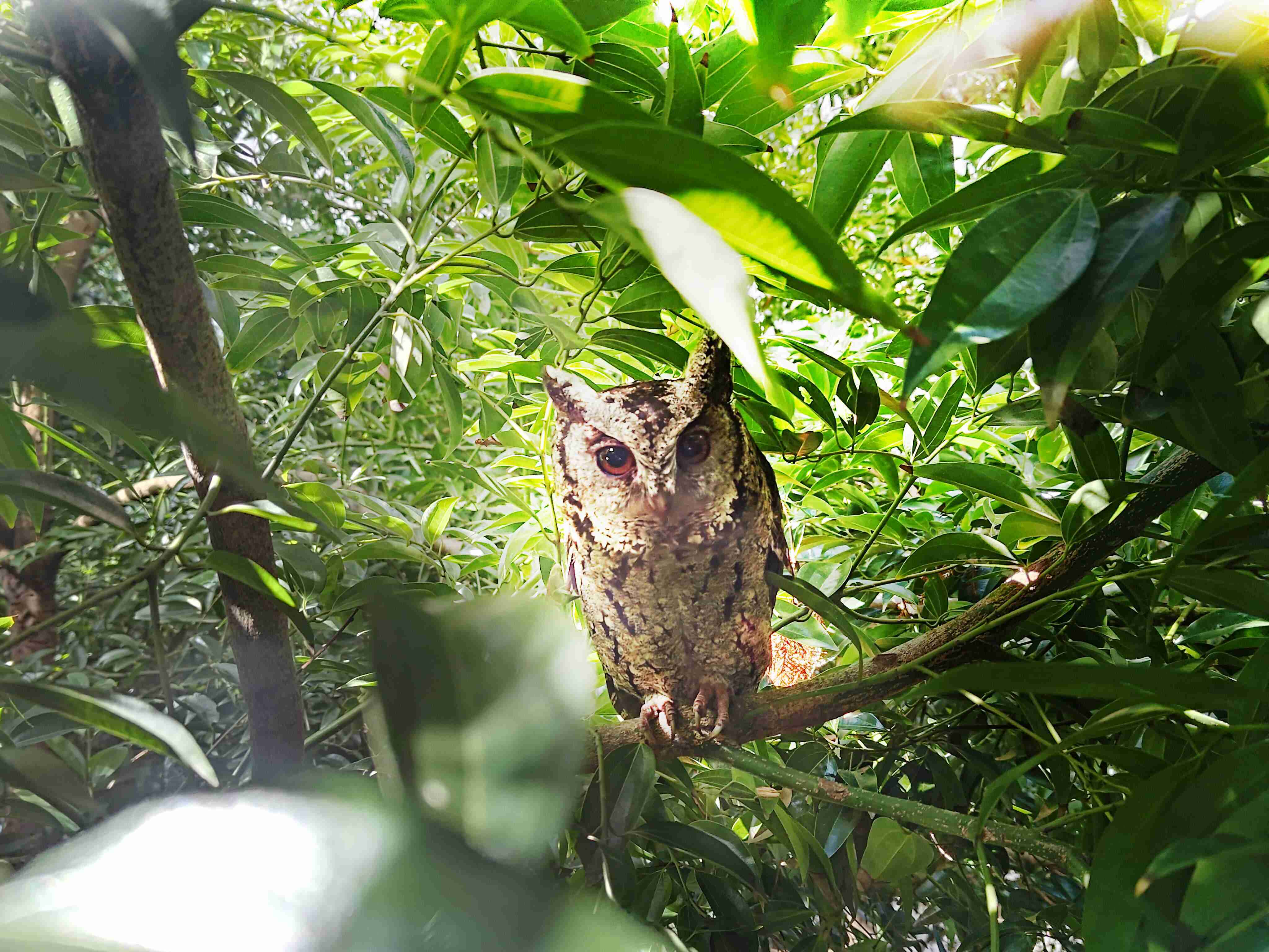 888.BY集团电子游戏致力提倡净零绿生活，，16年以来在全球各厂区植树逾百万棵，，，造就各厂区树木蔚然成林，，，犹如森林工厂，，，，成为许多生物的栖息地